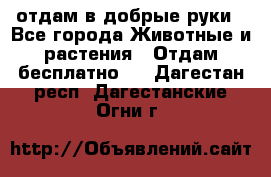 отдам в добрые руки - Все города Животные и растения » Отдам бесплатно   . Дагестан респ.,Дагестанские Огни г.